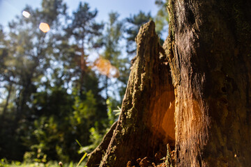 Tree stump in the forest close-up covered with moss in the forest. Sun glare
