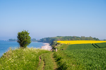 Steiküste an der Ostsee bei Bülk an der Kieler Förde zur Rapsblüte im Mai/Juni