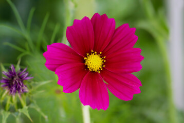 Die Blüte einer Cosmea, Asteraceae mit ihren herrlichen roten Blütenblättern.
