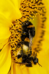 Eine Hummel auf einer Sonnenblume. Sonnenblumen werden gern von Hummeln im Sommer besucht.