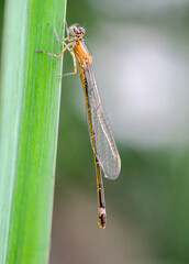 Eine Kleinlibelle sitzt auf dem Blatt einer Wasserpflanze.