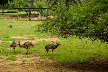 Wild Bird Ostrich Big Bird and Deer Feeding in Zoological Park 