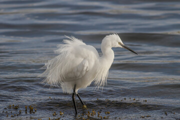 White egret looking for food