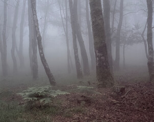 Foggy woods with green ferns
