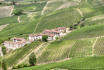 Fototapeta na wymiar Vineyards in the hilly region of Langhe (Piedmont, Northern Italy), UNESCO site since 2014, during summer season