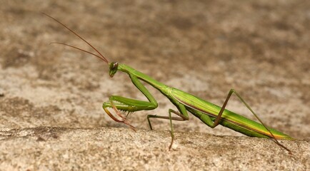 Mantis religiosa insect.