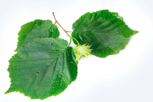 Young Hazelnut With Leaves On Branch Isolated On White Background.