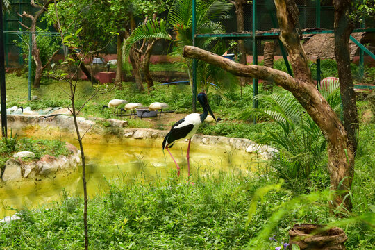 big Birds Great Flamingos. Flamingos Group. Stock Photograph Image