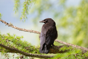 Black crow chick on a larch branch