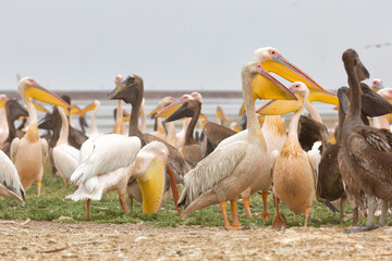 Pink pelicans with chicks on the shore of Lake Manich-Gudilo in Kalmykia, Russia