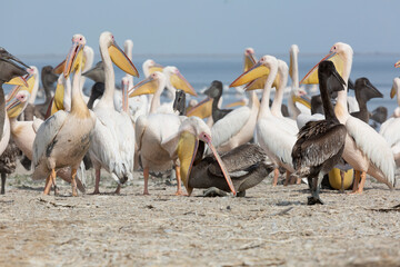 Pink pelicans with chicks on the shore of Lake Manich-Gudilo in Kalmykia, Russia