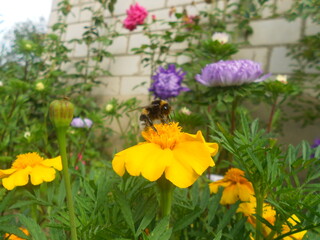Obraz premium flowers and bee in the garden