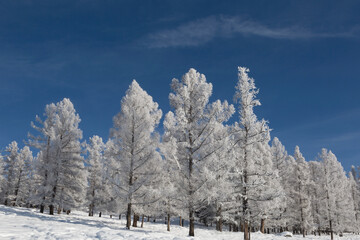 Winter landscape with trees covered with hoarfrost. Altai