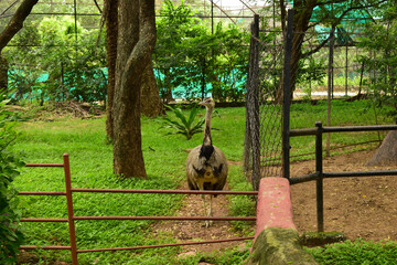 Big Wild Bird Ostrich Big Bird Standing in Zoological Park  