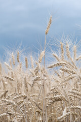 A beautiful landscape with a field of ripe rye and a blue summer sky. Background of nature. Stem with seed for cereal bread. Agriculture harvest growth. Selective focus. The poster.