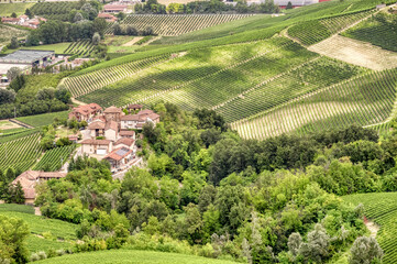 Vineyards in the hilly region of Langhe (Piedmont, Northern Italy), UNESCO site since 2014, during summer season