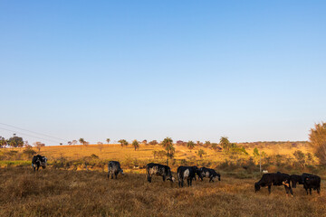 Gado pastando na fazenda em Minas Gerais.