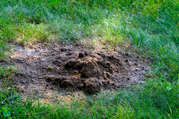 Mole hill in the middle of a green lawn