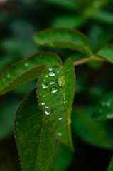 water drops on leaf