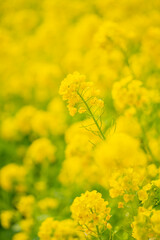 菜の花