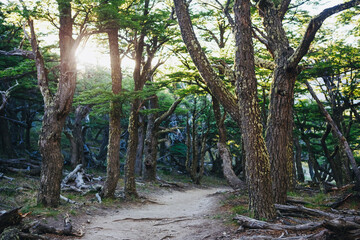 Magical sunset Hiking Trail in the forest at Patagonia