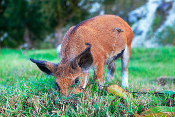 Fototapeta premium Young brown pig grazing grass . Piglet on the pasture 