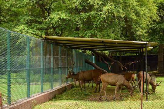 Standing Deer Group Feeding in Jungle/Zoo Park,wildlife Stock Photograph Image