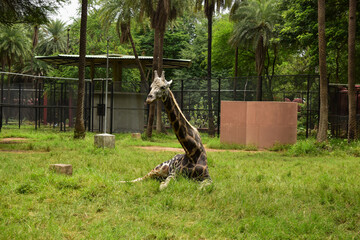 Wild Animal Sitting in Giraffe in Zoological Park Stock Photograph Image