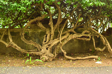 Deep Natural Autumn forest/Jungle In India Big Trees And Tree Branches Stock Photograph