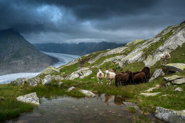 herd of sheep at Aletsch Glacier in Valais on a rainy summer day
