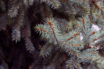 Naklejka na ściany i meble pine needles variable soft focus and blurred background