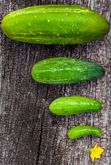 fresh green cucumbers of different sizes on a wooden natural background