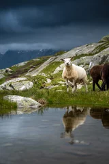 Fotobehang sheep with reflection at Aletsch Glacier in Valais on a rainy summer day © schame87