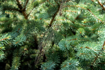 Naklejka na ściany i meble Spider web among pine branches with blurred background and variable soft focus