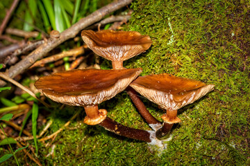 mushroom in the forest