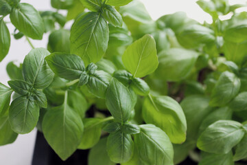 Fresh Plant Basil Growing
