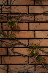 Vines and Brick wall - vertical -