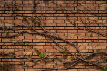 Vines and Brick wall - horizontal -