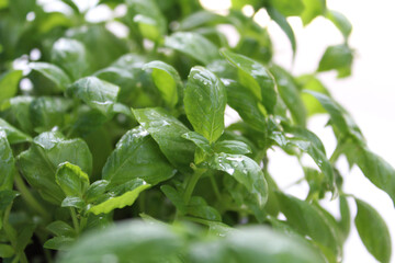 Fresh Plant Basil Growing