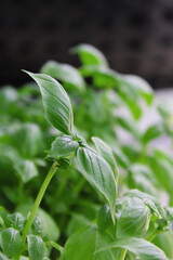 Fresh Plant Basil Growing
