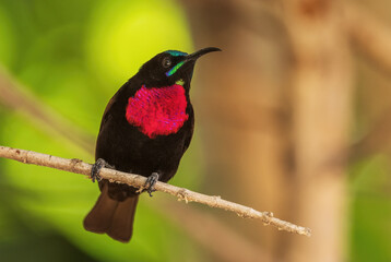 Scarlet-chested Sunbird - Chalcomitra senegalensis, beautiful colored sunbird from African woodlands and gardens, lake Ziway, Ethiopia.