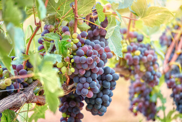 Clusters of grapes almost ripe and ready for harvest, in the hilly region of Langhe (Piedmont, Northern Italy), UNESCO site since 2014, world famous for its valuable red wines (like Barolo).