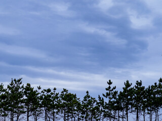 clouds in the sky and pine trees