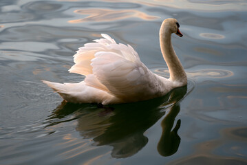 White swan swimming on lake Bodensee on a beautiful summer evening. Photo taken August 15th, 2021, Bregenz, Austria.