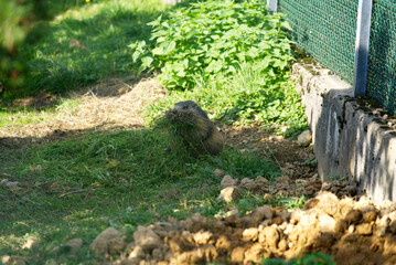 Groundhog at animal park on a sunny summer Sunday. Photo taken August 15th, 2021, Bregenz, Switzerland.