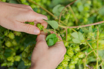Naklejka na ściany i meble Human hands plucking fresh green hops from the vine