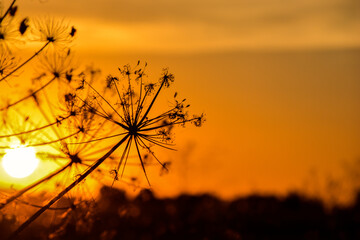 Silueta naturaleza atardecer