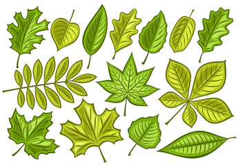 Vector set of Green Leaves, lot collection of cut out illustrations spring season leaf for herbarium, group of cartoon design green rowan sprig and many diverse leaves with stems on white background.