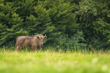 European Bison on the green meadow. The Bieszczady Mountains,  Carpathians. Poland.