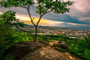 Natural background with various species of trees, green leaves, the beauty of the ecosystem